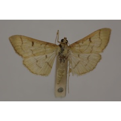 /filer/webapps/moths/media/images/S/straminea_Syllepte_HT_BMNH.jpg