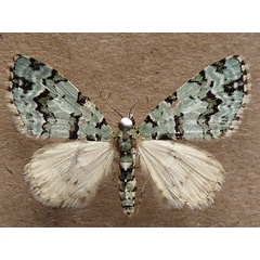 /filer/webapps/moths/media/images/B/bryophilaria_Piercea_A_Butler.jpg