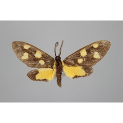 /filer/webapps/moths/media/images/D/dilata_Thyrosticta_PT_BMNH.jpg