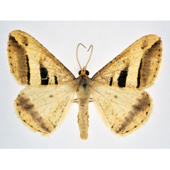 /filer/webapps/moths/media/images/S/subcurvaria_Chiasmia_AM_NHMO.jpg