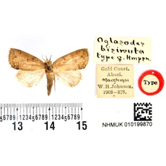 /filer/webapps/moths/media/images/B/bisinuata_Oglasodes_HT_BMNH.jpg