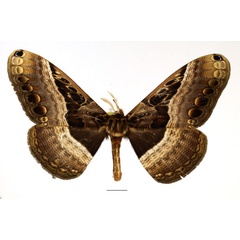 /filer/webapps/moths/media/images/C/cadioui_Dactyloceras_AM_Basquin_01.jpg