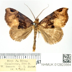 /filer/webapps/moths/media/images/D/dimera_Marcipa_AM_BMNH.jpg