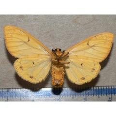 /filer/webapps/moths/media/images/A/aurantiaca_Monstruncusarctia_A_Goffb_01.jpg