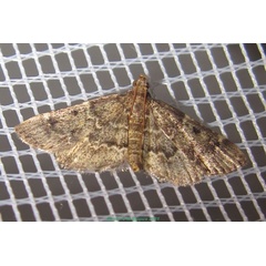 /filer/webapps/moths/media/images/M/manihotalis_Pyralis_A_Bippus_03.jpg