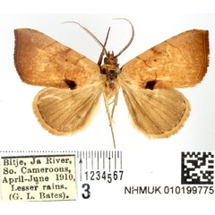 /filer/webapps/moths/media/images/C/curvilinea_Marcipa_AM_BMNH.jpg