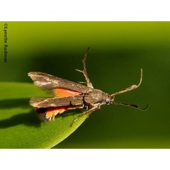 /filer/webapps/moths/media/images/F/fuscipennis_Eretmocera_A_Rudman_01.jpg