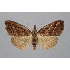 /filer/webapps/moths/media/images/D/dochmographa_Meganola_A_BMNH.jpg