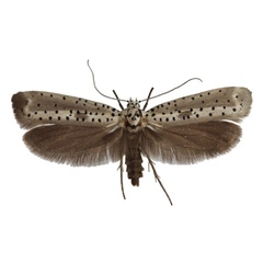 /filer/webapps/moths/media/images/F/fumigatus_Yponomeuta_AF_Agassiz.jpg