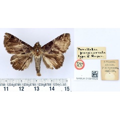 /filer/webapps/moths/media/images/P/perexcurvata_Parallelia_HT_BMNH.jpg