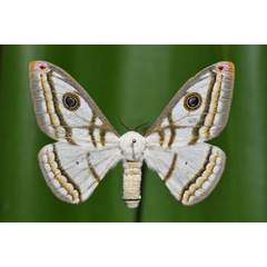 /filer/webapps/moths/media/images/D/dyops_Heniocha_A_Butler.jpg
