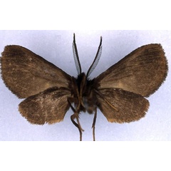 /filer/webapps/moths/media/images/F/fusca_Metarctia_HT_BMNH_02.jpg