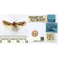/filer/webapps/moths/media/images/A/avitta_Odontestra_HT_BMNH.jpg