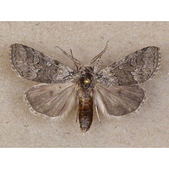 /filer/webapps/moths/media/images/V/vilis_Dicranuropsis_A_Butler.jpg
