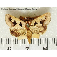 /filer/webapps/moths/media/images/S/sinuata_Anoba_A_OUMNH.jpg