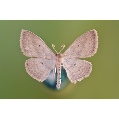 /filer/webapps/moths/media/images/S/sublobata_Scopula_A_Butler.jpg