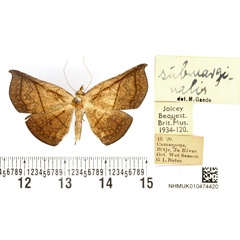 /filer/webapps/moths/media/images/S/submarginalis_Hypopleurona_HT_BMNH.jpg