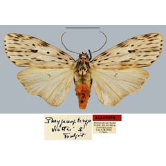 /filer/webapps/moths/media/images/V/viettei_Phryganopteryx_AT_MNHN.jpg