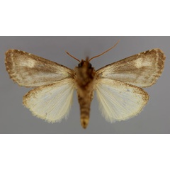 /filer/webapps/moths/media/images/M/melanocycla_Euplexia_A_RMCA_02.jpg