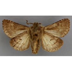 /filer/webapps/moths/media/images/C/cuneifera_Rhodochlaena_AM_RMCAb.jpg