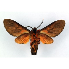 /filer/webapps/moths/media/images/G/gola_Hippurarctia_HT_ZSM_02.jpg