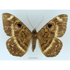/filer/webapps/moths/media/images/F/fluctuosa_Cyligramma_A_Basquin_01.jpg