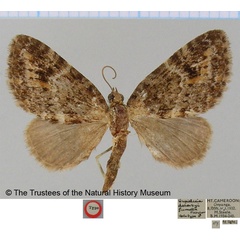 /filer/webapps/moths/media/images/F/fumata_Eupithecia_HT_BMNH.jpg