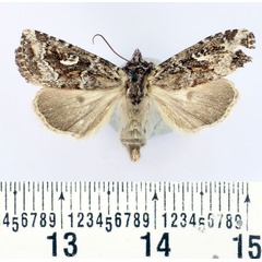 /filer/webapps/moths/media/images/B/boby_Maghadena_AM_BMNH.jpg
