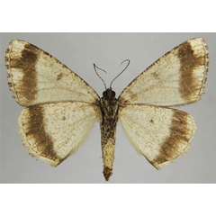 /filer/webapps/moths/media/images/R/raphaelaria_Xylopteryx_AF_ZSMb.jpg