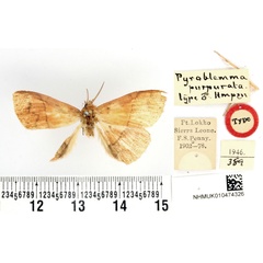 /filer/webapps/moths/media/images/P/purpurata_Pyroblemma_HT_BMNH.jpg