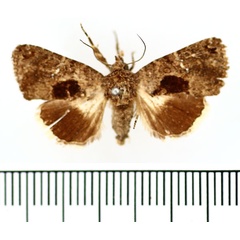 /filer/webapps/moths/media/images/E/endoplaga_Catephia_AM_BMNH.jpg