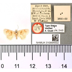 /filer/webapps/moths/media/images/L/leucomera_Gavara_HT_BMNH.jpg
