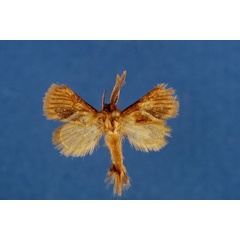 /filer/webapps/moths/media/images/U/urudiensis_Mountelgonia_HT_Lehmann.jpg