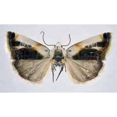 /filer/webapps/moths/media/images/T/tanzaniae_Acontia_AF_NHMO.jpg