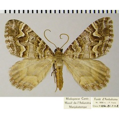 /filer/webapps/moths/media/images/T/thorenaria_Mimoclystia_AF_ZSM.jpg