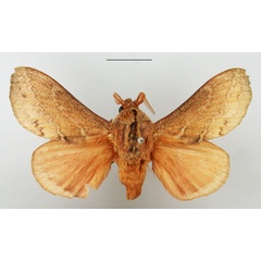 /filer/webapps/moths/media/images/C/capensis_Eutricha_AM_TMSA_02.jpg