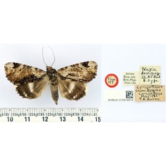 /filer/webapps/moths/media/images/D/dentiscripta_Nagia_HT_BMNH.jpg