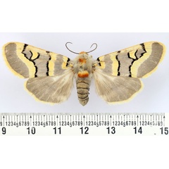 /filer/webapps/moths/media/images/L/lampra_Diaphone_AF_BMNH.jpg