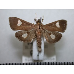 /filer/webapps/moths/media/images/F/flavicepsalis_Ulopeza_A_Revell_02.jpg