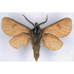/filer/webapps/moths/media/images/R/rhodites_Metarctia_PT_BMNH_04.jpg