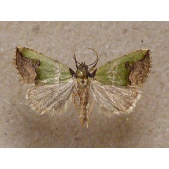 /filer/webapps/moths/media/images/N/nigroviridis_Ozarba_A_Butler.jpg