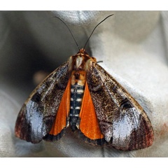 /filer/webapps/moths/media/images/T/triphaenoides_Metagarista_A_Voaden.jpg