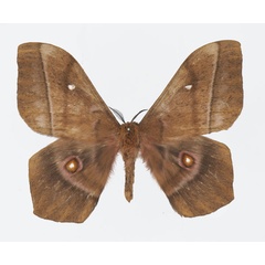 /filer/webapps/moths/media/images/E/ertli_Imbrasia_AM_Basquin.jpg