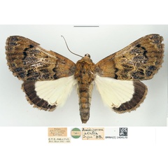 /filer/webapps/moths/media/images/A/acholi_Catephia_HT_BMNH.jpg