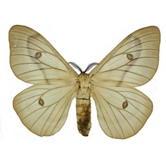/filer/webapps/moths/media/images/A/apollina_Ceranchia_AF_Basquin.jpg