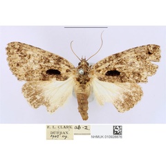 /filer/webapps/moths/media/images/E/erygidia_Prionofrontia_AF_BMNH.jpg