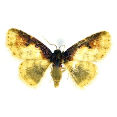 /filer/webapps/moths/media/images/A/argyropasta_Lophocytarra_A_NHMO.jpg