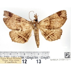 /filer/webapps/moths/media/images/I/imperatrix_Mecodina_AM_BMNH_01.jpg