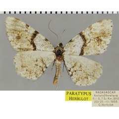 /filer/webapps/moths/media/images/B/basalis_Ectropis_PTF_ZSM.jpg