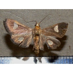/filer/webapps/moths/media/images/F/flavicepsalis_Ulopeza_A_Goffa.JPG